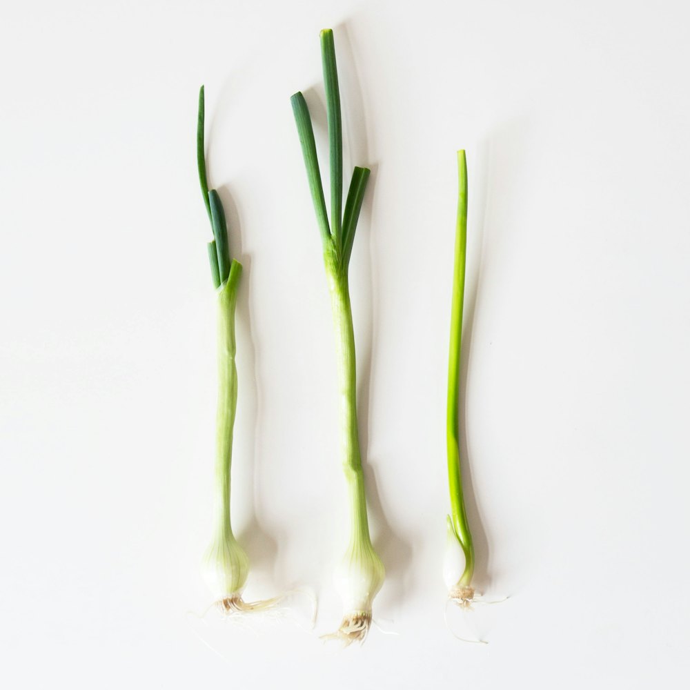 Scallions