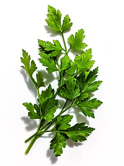 Fresh Herb Container (Parsley)