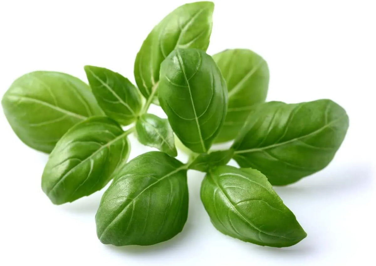 Fresh Herb Container (Basil)