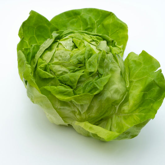 Head of lettuce