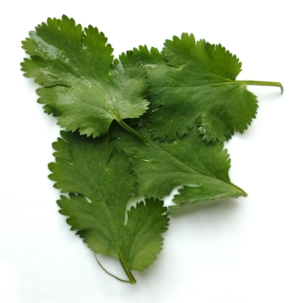 Fresh cilantro